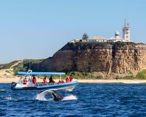 Whale Watching Cruise, 2 Hours - Newcastle