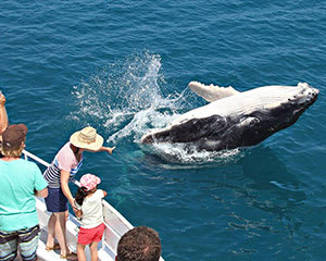 Remote Fraser Island (K'gari) Tour with Whale Watching - Hervey Bay