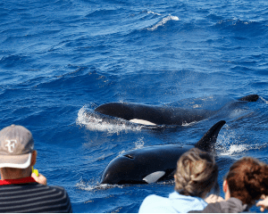 Killer Whale Orca Expedition from Bremer Bay