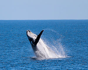 Whale Watching Cruise, For 2 - Dunsborough, WA