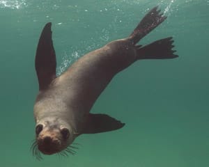 Swim With Dolphins & Seals - Mornington Peninsula - For 2