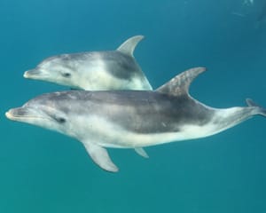 Swim With Dolphins & Seals - Mornington Peninsula - For 4