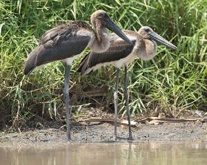 Wetland Wildlife Cruise, 1.5 Hours – Darwin