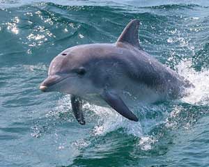 Dolphin Spotting Cruise, 90 Minutes - Jervis Bay