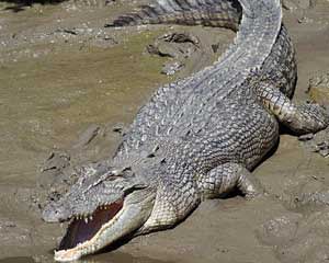 Crocodile Watching Cruise & Full Day Adventure - Airlie Beach