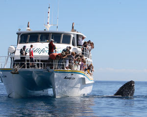 whale watching cruise melbourne