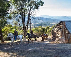 Midweek Scenic Horse Trail & Wine Tasting, 2.5 Hours - Yarra Valley