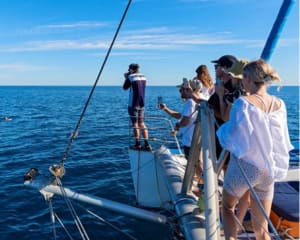 Off-Peak Dolphin Watching Cruise, 4 Hours - Adelaide