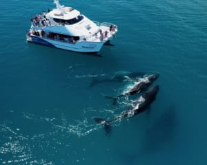 Whale Watching Cruise with Lunch, 5 Hours - Hervey Bay