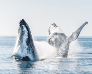 Whale Watching and K'gari Island Adventure Tour, 5 Hours - Hervey Bay