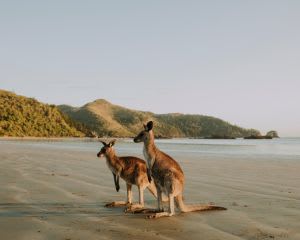 Cape Hillsborough Beach Sunrise with Wallabies & Kangaroos, 4 Hours - Mackay