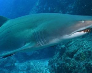 Scuba Dive With Grey Nurse Sharks, 1 Day - Bushrangers Bay