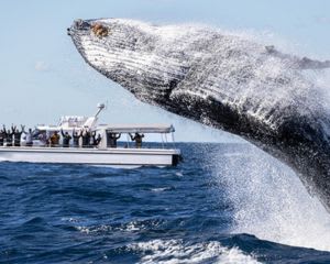 Small Group Whale Watching Cruise, 2.5 Hours - Sydney