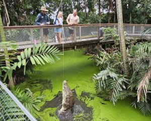 Wildlife Habitat Croc Feeding Experience and Entry - Port Douglas