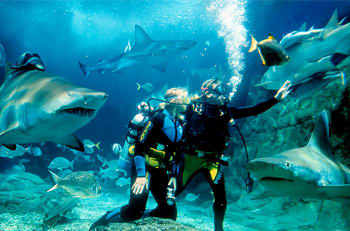 Swim with Sharks