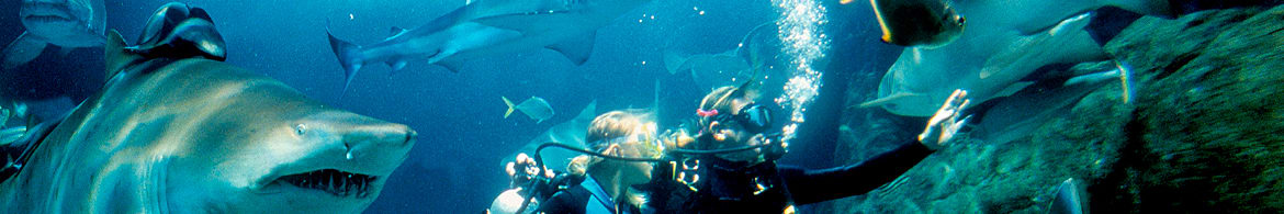 Sydney Aquarium Swim with Sharks