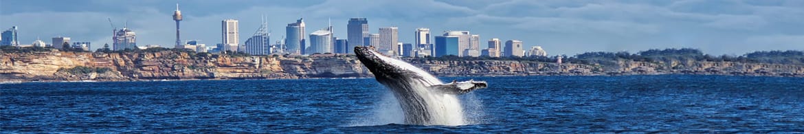 Whale Watching Cruises & Tours Sydney