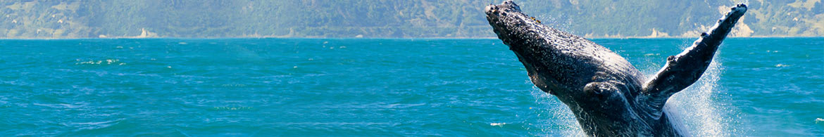 Whale Watching Cruises Sunshine Coast