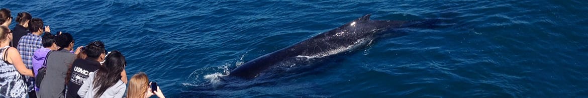 Whale Watching Cruises In Perth