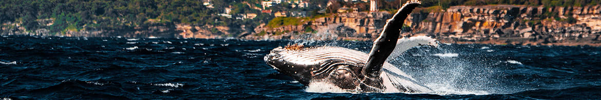 Whale Watching Tours NSW South Coast