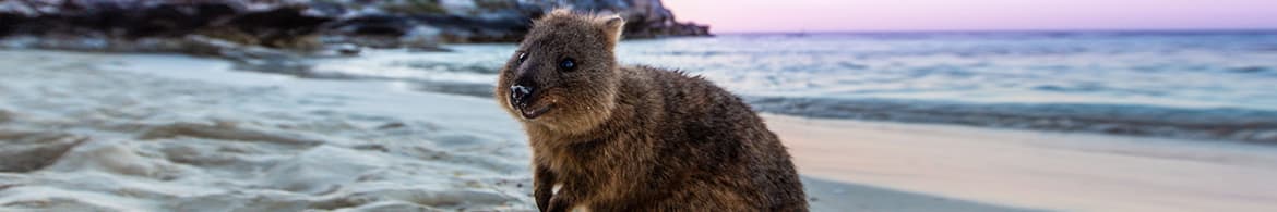 Things to do on Rottnest Island