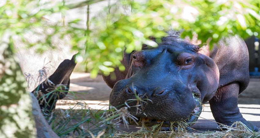 Adelaide Zoo General Admission Entry - Adelaide