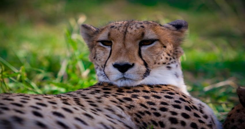 Cheetah Encounter at the National Zoo, Weekday - Canberra