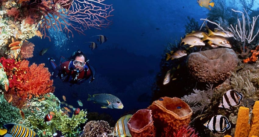 Snorkelling on Wave Break Island - Gold Coast