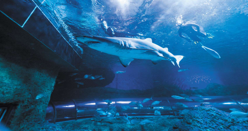 Certified Dive with Sharks at The Aquarium of Western Australia - Perth