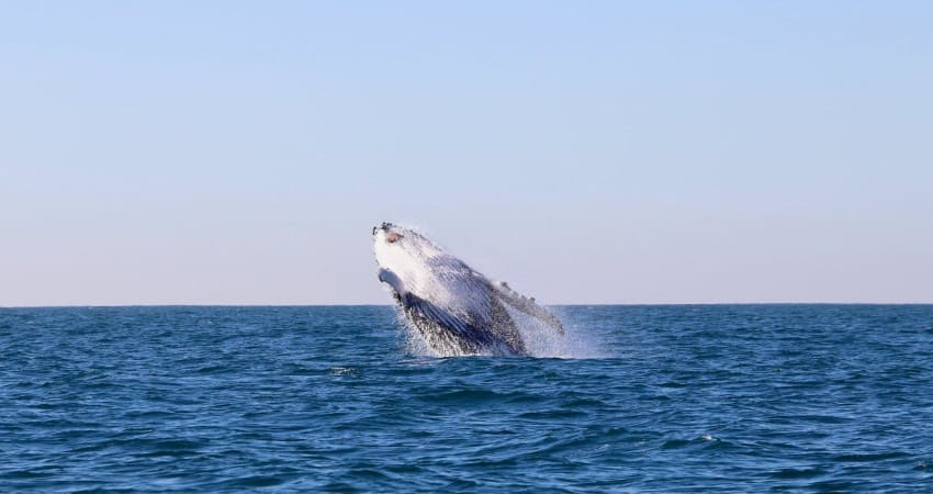 Whale Watching Cruise, 2 Hours - Newcastle