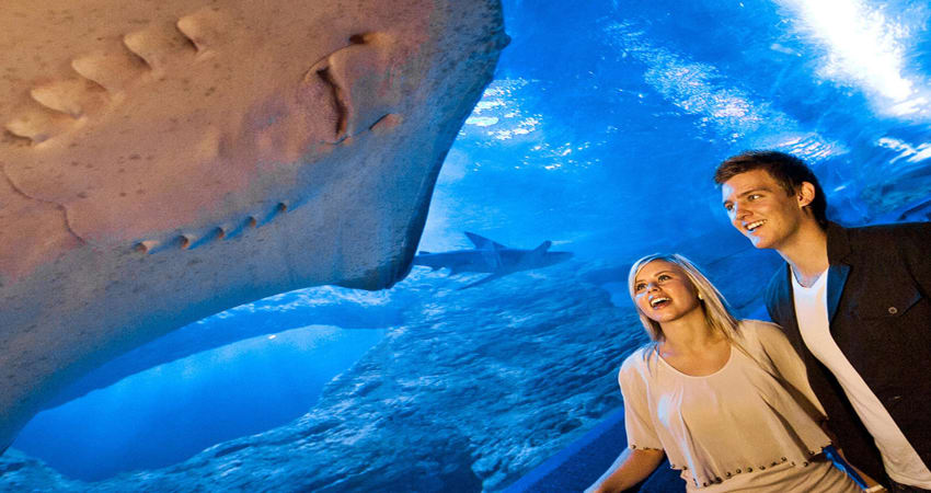 Glass Bottom Boat Tour at The Aquarium of Western Australia