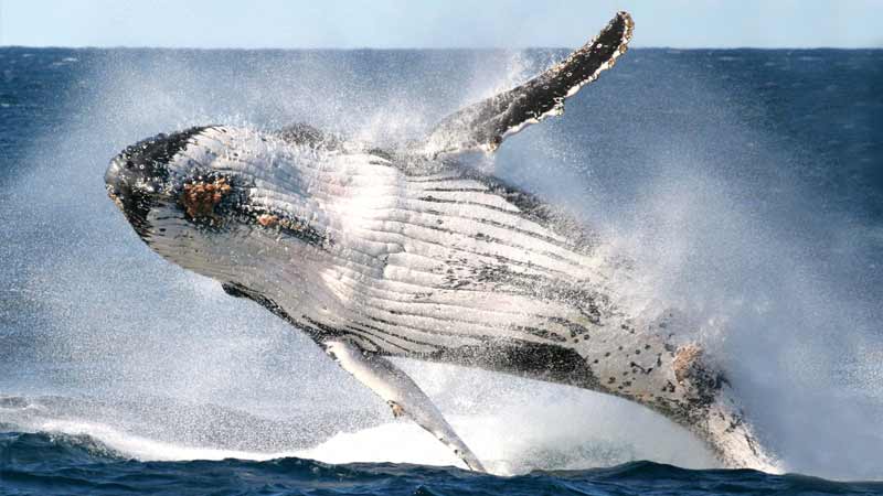 Whale Watching Sydney