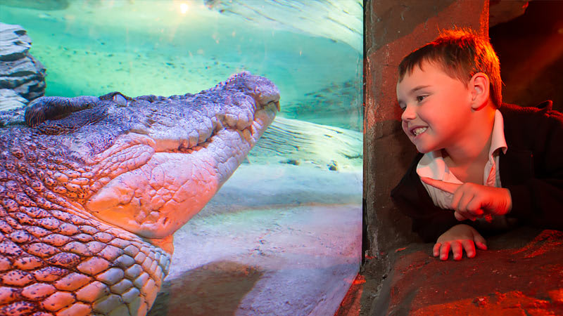 Dive With Sharks - Melbourne SEA LIFE Aquarium - Adrenaline