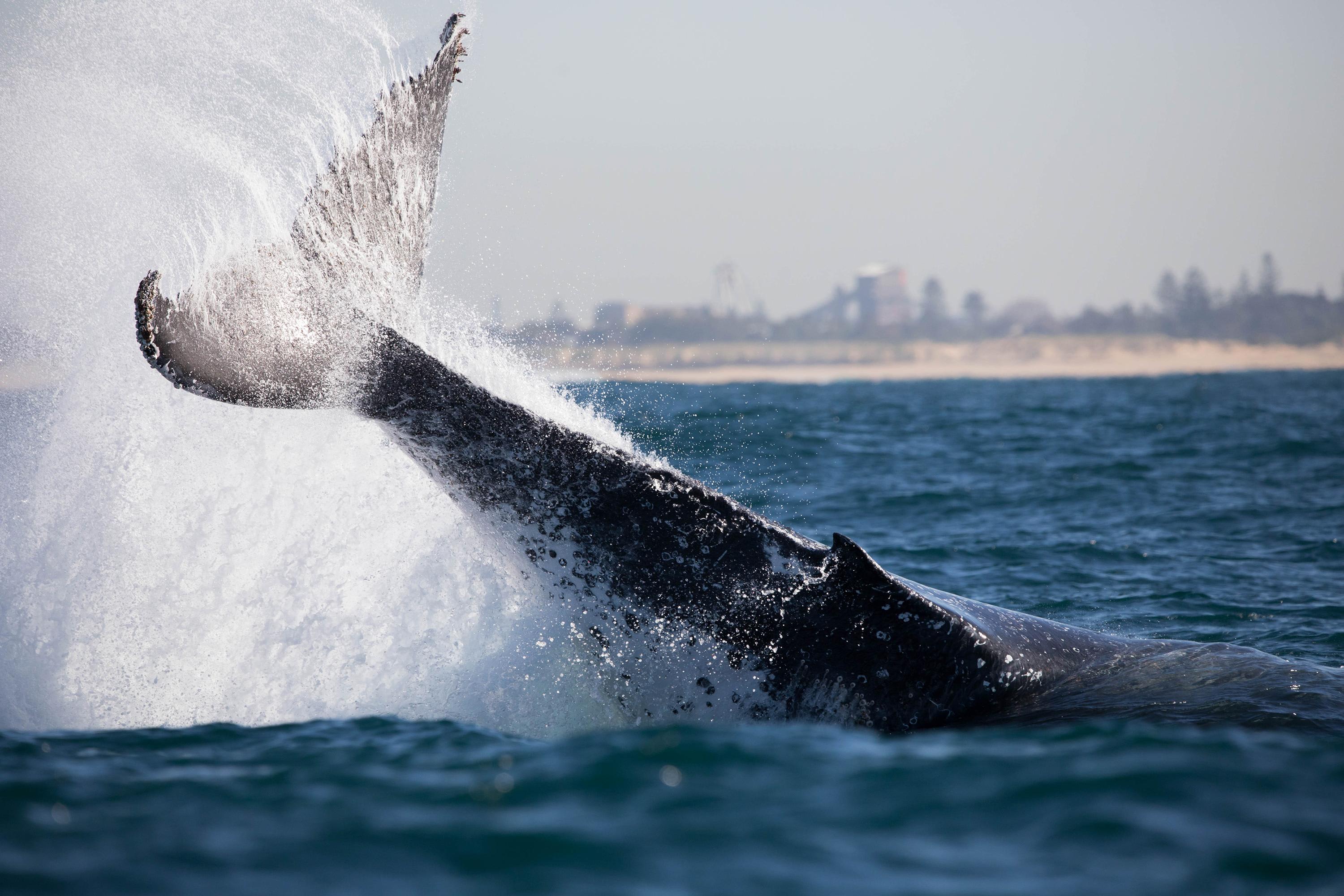 Whale Watching Cruise, 2 Hours - Newcastle