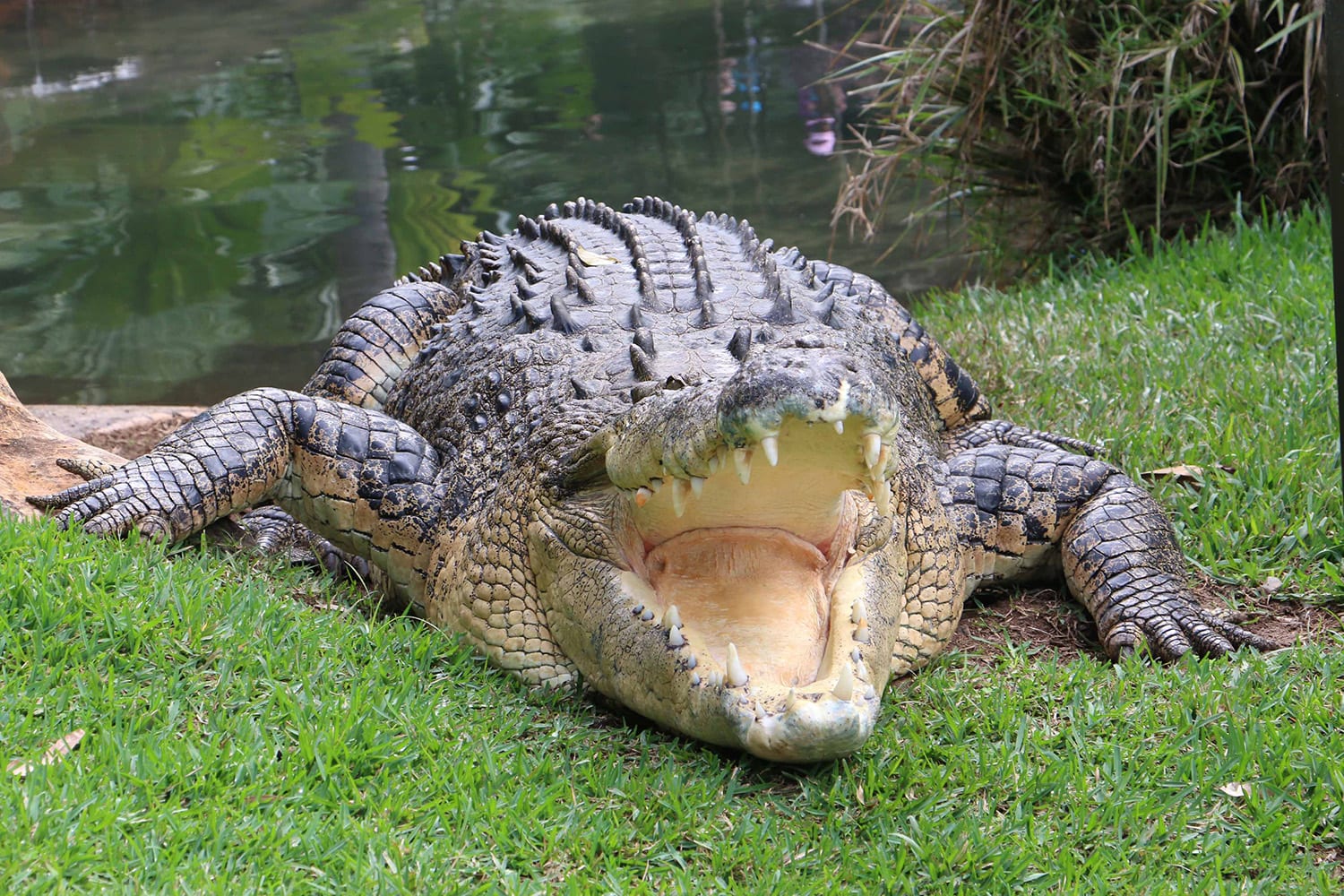 Currumbin Wildlife Sanctuary Entry - Adrenaline