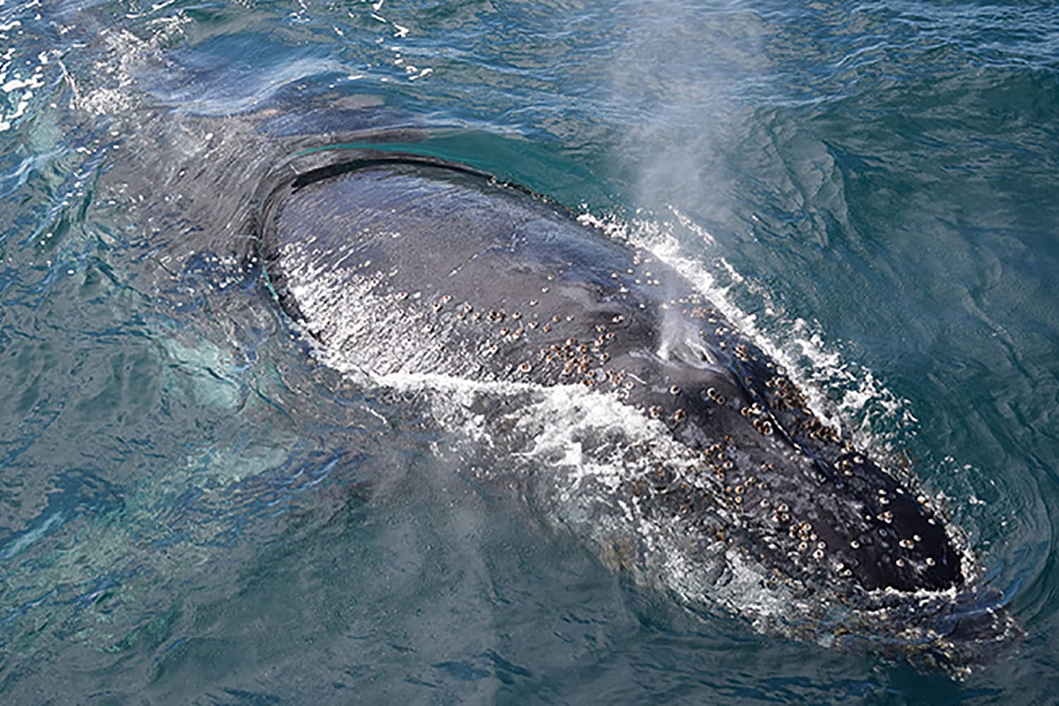 Dolphin & Whale Watching Cruise, 3 Hours - Phillip Island