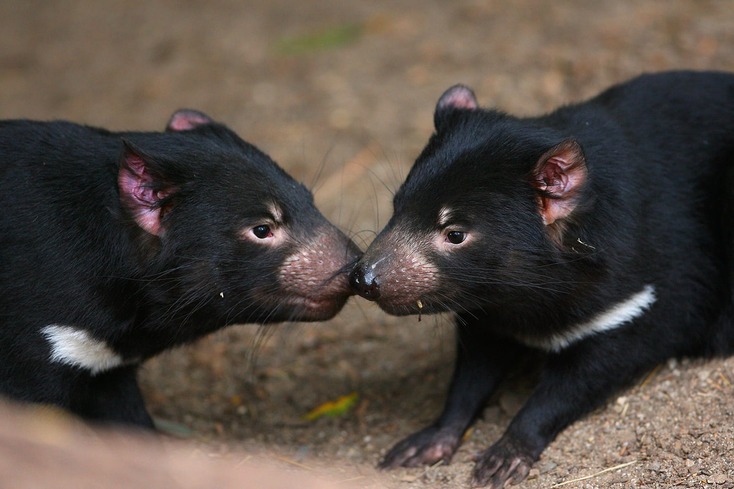 Guided Tour of Melbourne Zoo with Gift Adrenaline