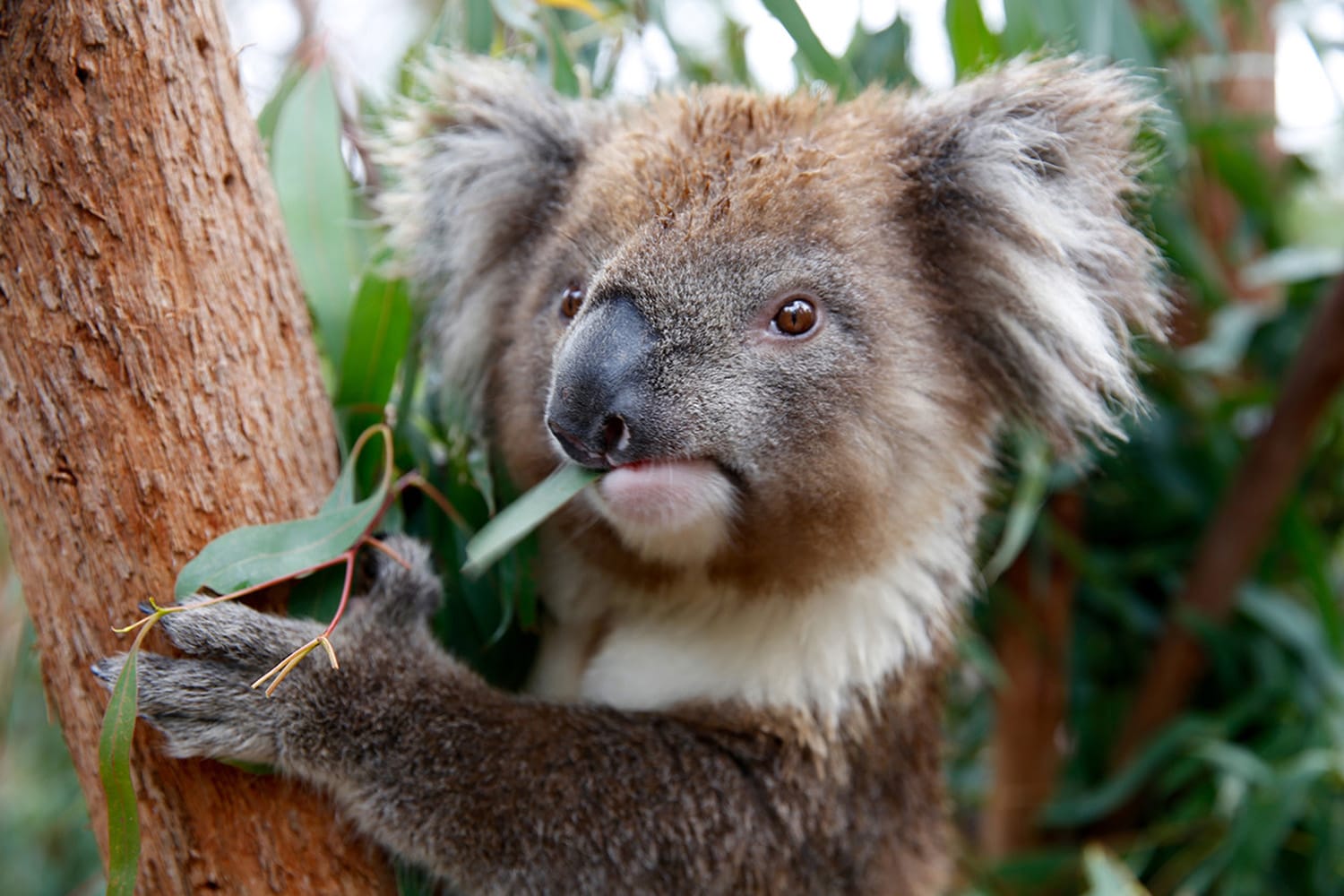 melbourne zoo tour