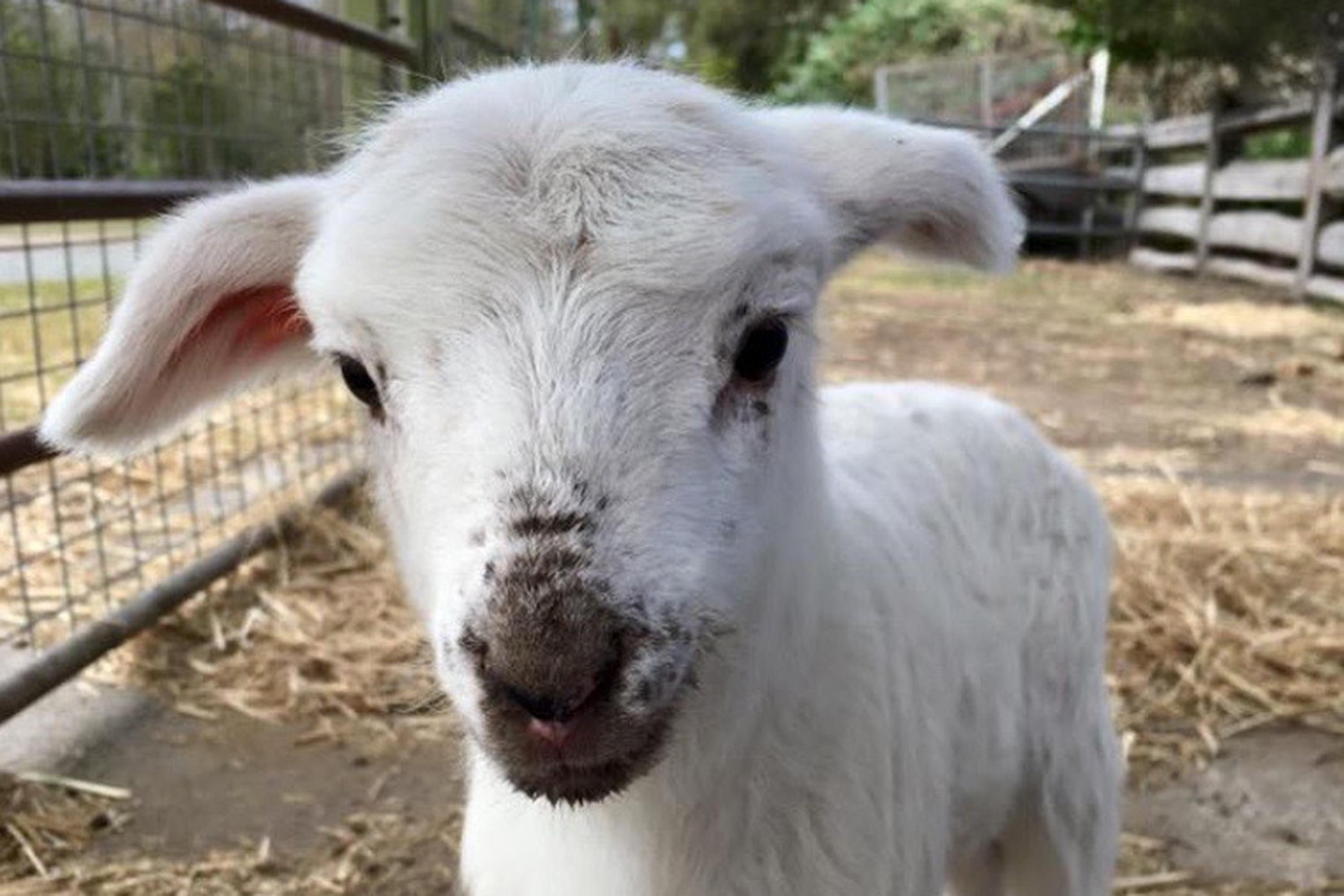 Half Day Animal Tour at Trevena Glen Farm, Brisbane