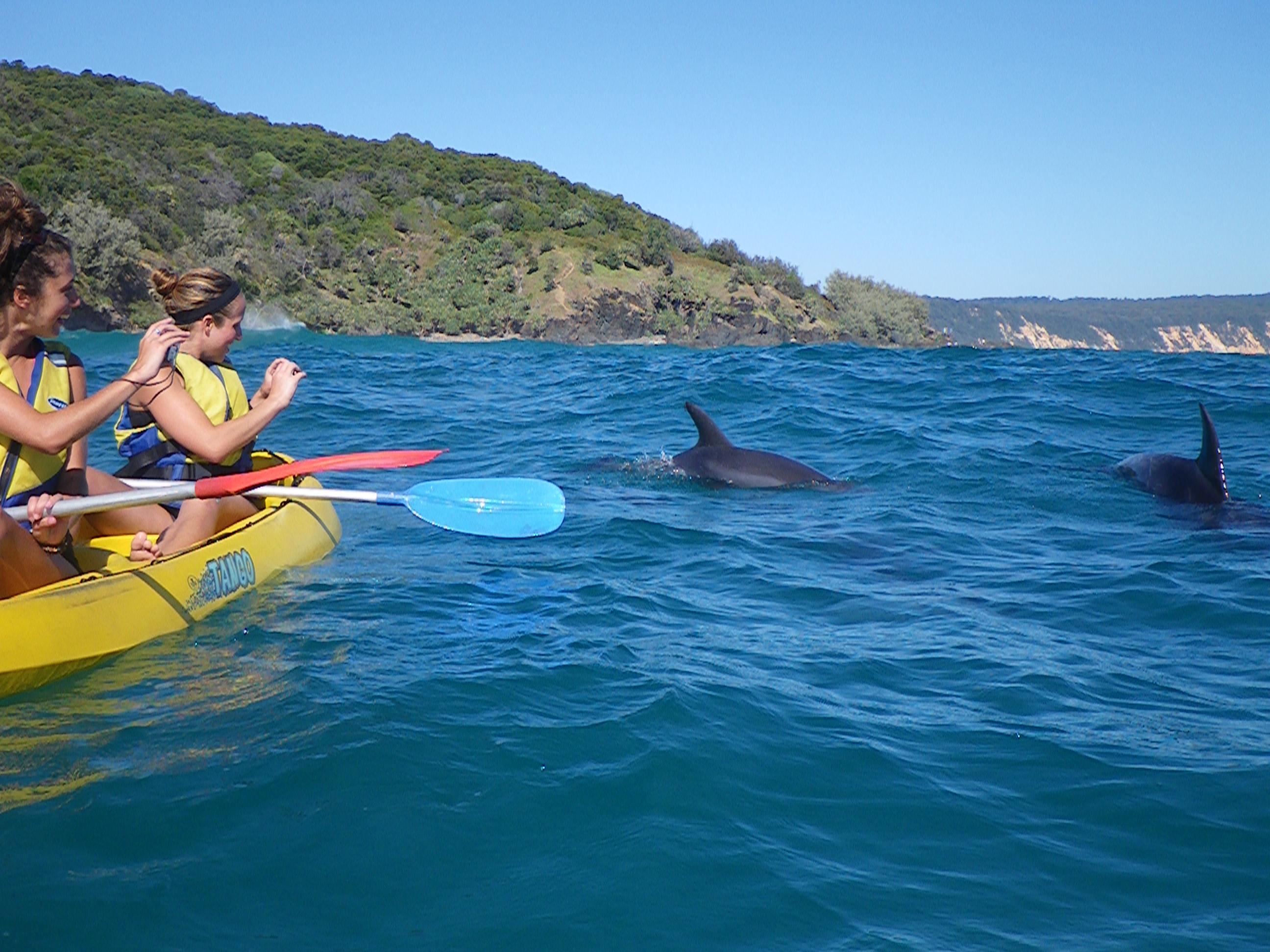 Dolphin Spotting Kayak and 4WD Adventure Day Tour - Noosa