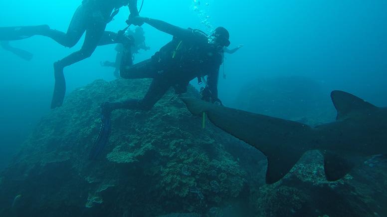 Ocean Dive with Sharks, 5 Hours - Sunshine Coast