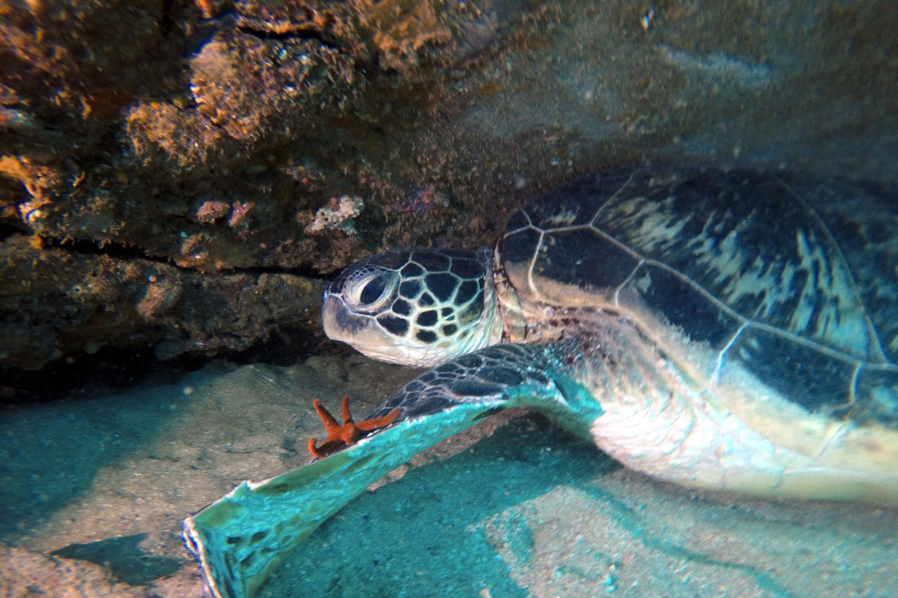 Ocean Dive with Sharks, 5 Hours - Sunshine Coast