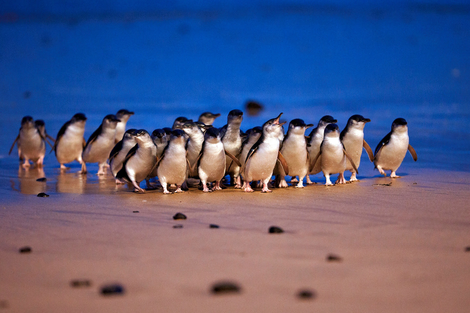 Phillip Island Penguin Parade, Koalas, Antarctic and Churchill 4 Parks