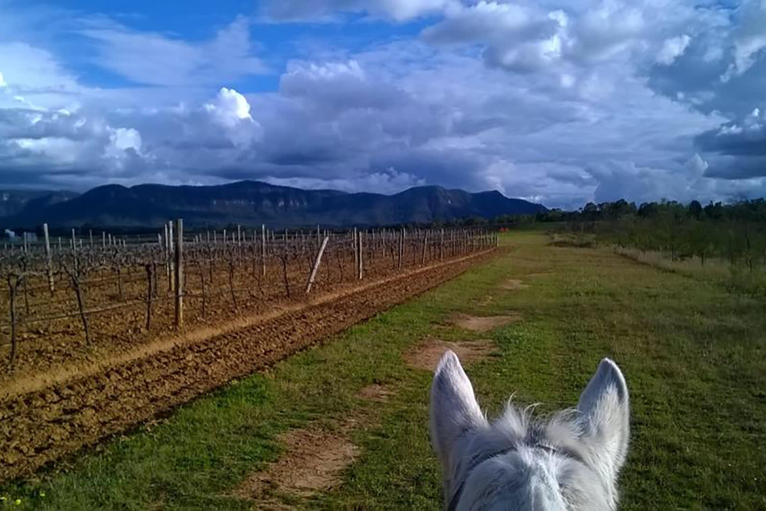 Horse Trail Ride, 1 Hour - Brokenback Range, Hunter Valley - Adrenaline