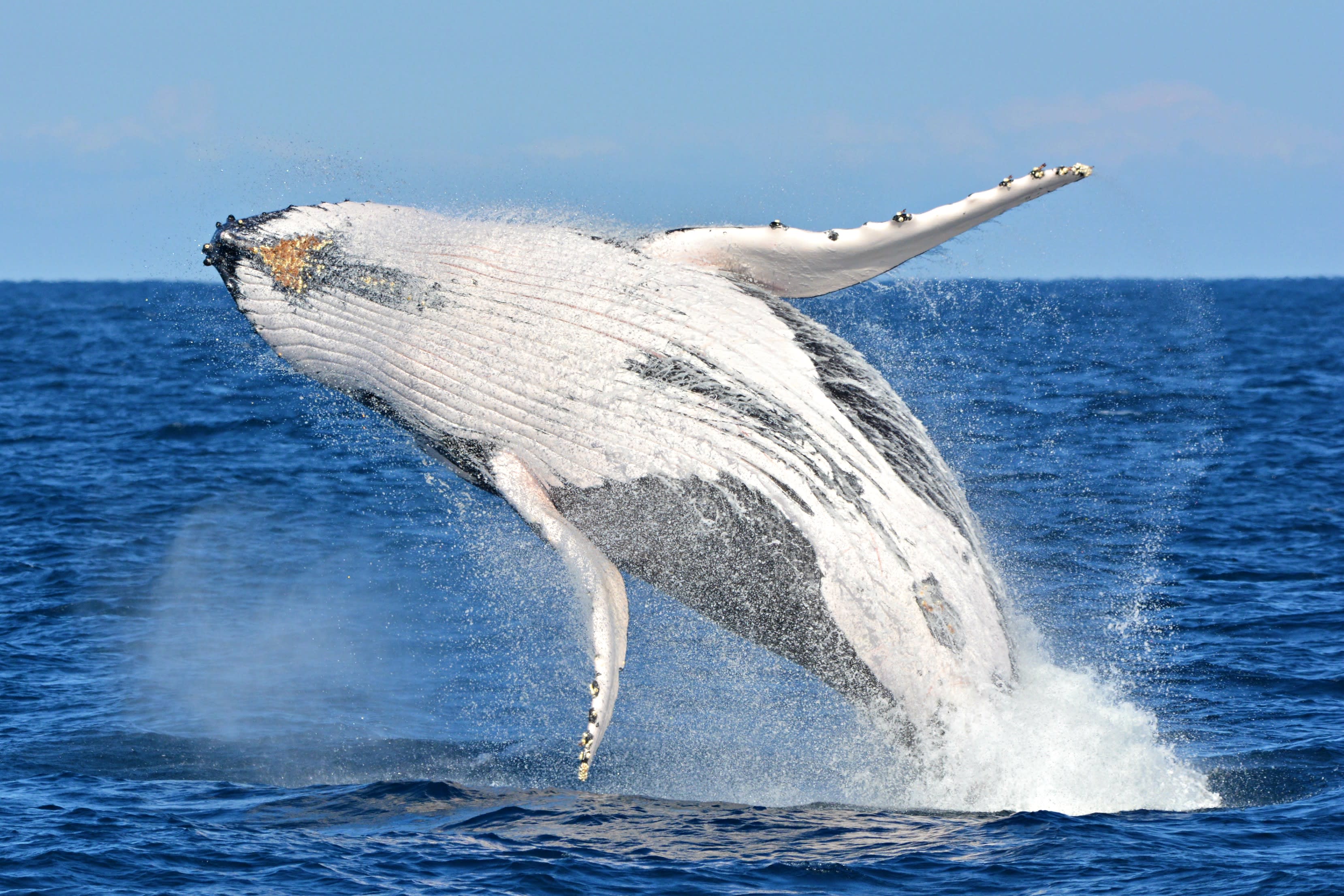 Whale Watching VIP Captain's Lounge - Fremantle, Perth