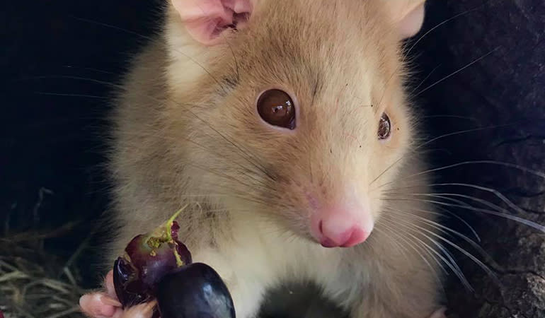 Bonorong Wildlife Sanctuary Private Feeding Tour - Hobart