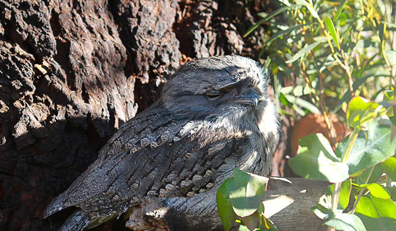 Bonorong Wildlife Sanctuary Feeding Tour - Hobart