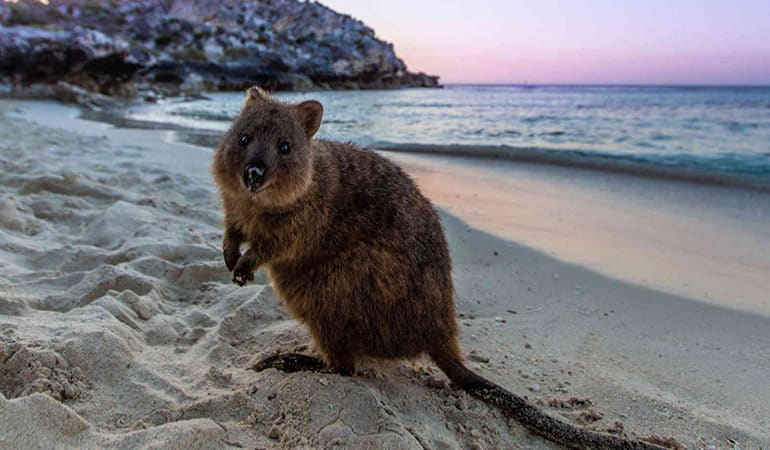 Rottnest Island Package with Ferry, Tour & Light Lunch -  Departs Fremantle