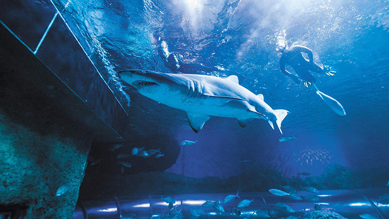 Snorkel with Sharks at The Aquarium of Western Australia - Perth