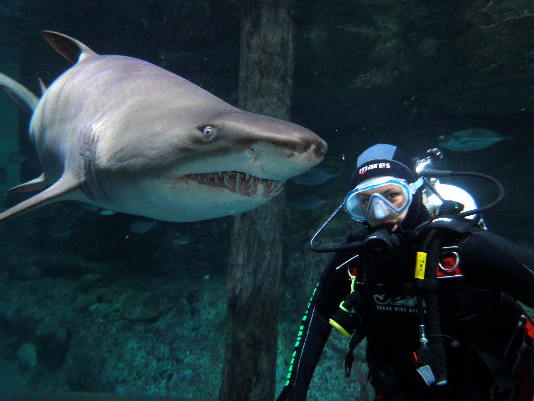 shark tours sydney australia